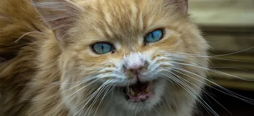 Un chat oblige un avion à effectuer un atterrissage d'urgence !