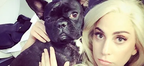 Lady Gaga : cinq personnes arrêtées pour l'enlèvement de ses chiens...
