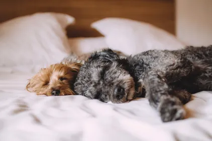 Dormir près de son chien est bon pour le sommeil !