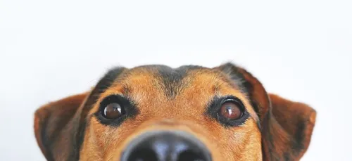 Nouveau job de rêve et vision des animaux : voici le journal des...
