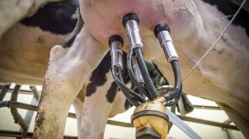 Carhaix: apaisement entre les producteurs de lait et Sodiaal