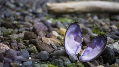 Moëlan-sur-Mer: levée de l'interdiction de ramassage de coquillages