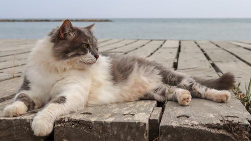 Un chat retrouvé cinq ans après sa disparition sur une plateforme...