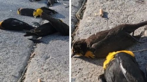 Une centaine d'oiseaux meurent en plein vol (VIDEO)
