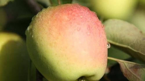 Pommes AOP du Limousin : une petite récolte 2022 mais de très bonne...