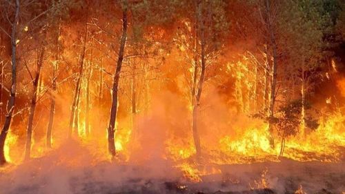 Gironde : L'incendie à La Teste-de-Buch officiellement éteint 