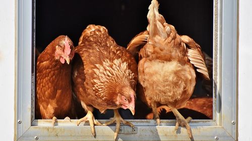 Poule pour tous : sauver des poules en les adoptant 
