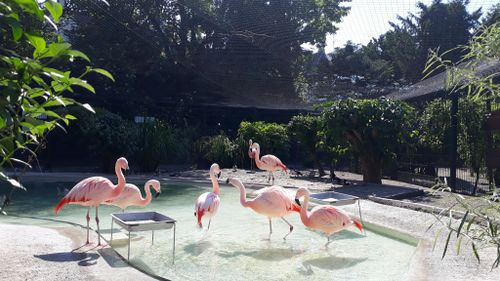 Strasbourg ferme définitivement le zoo de l’Orangerie