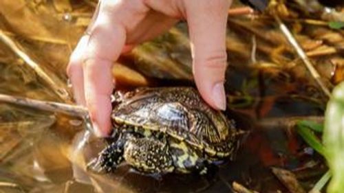 Lauterbourg : 500 tortues réintroduites dans leur milieu naturel