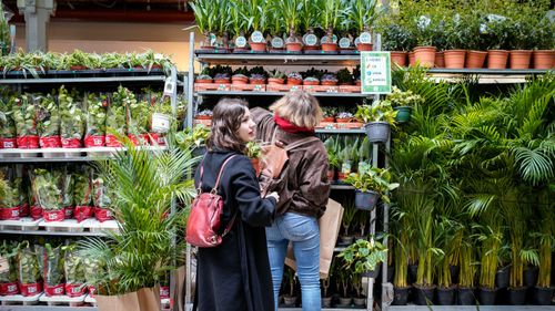Vente de plantes à prix mini à Strasbourg