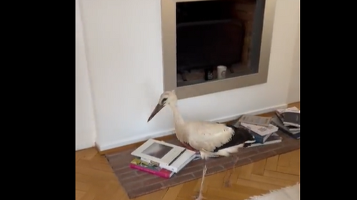 Strasbourg : une cigogne se balade dans un appartement
