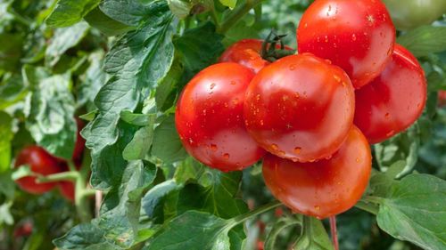 La colère des producteurs de tomates dans le sud