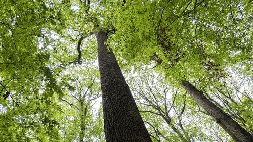 "Tous en forêt" : une première en Loir-et-Cher