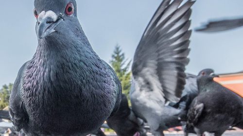 Au Neubourg, le tir aux pigeons passe mal