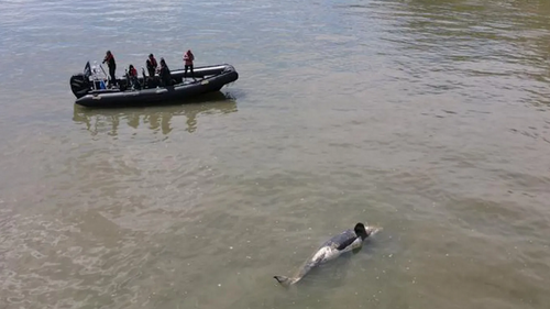 Orque morte dans la Seine : une balle a été retrouvée dans le crâne...