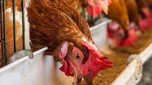Influenza aviaire : foyer détecté aux portes du Loir-et-Cher