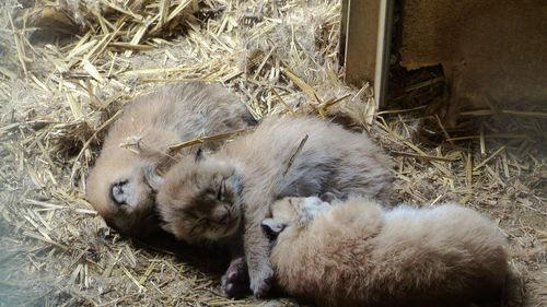 Des naissances pour les parcs animaliers de Casteil et Sigean 