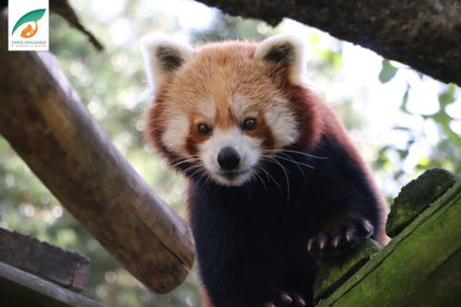 Zoo de Saint-Martin-la-Plaine : un animal retrouvé, un autre disparaît