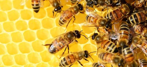 Gard : le plus grand mur à abeille de France est à Montfrin