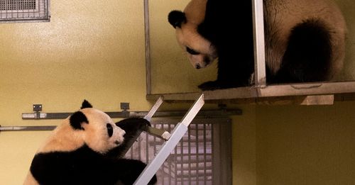 ZooParc de Beauval : un deuxième bébé panda en vue ?