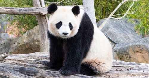 ZooParc de Beauval : un nouveau bébé panda d'ici la fin de l'été ?