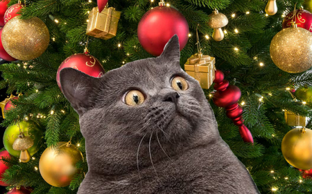 Un arbre de Noël que votre chat ne pourra pas détruire ! 
