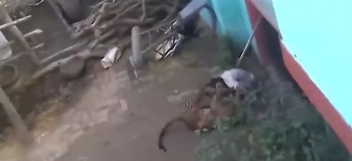 Un homme de 60 ans se bat à mains nues contre un léopard. (Vidéo)