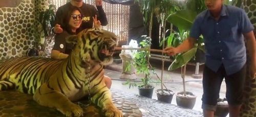 En Thaïlande, la vidéo d'un "tigre à selfie"  maltraité, ne passe...