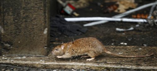 Un éboueur filme des centaines de rats et choque tout Paris !