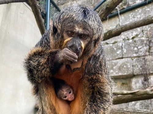 Un bébé Saki à face blanche est né au zoo de Besançon
