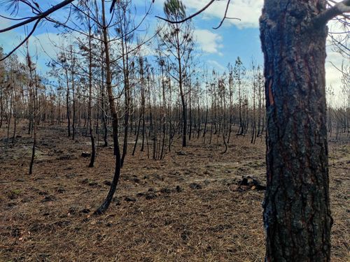 Incendies en Sarthe : que devient le bois brûlé cet été ?