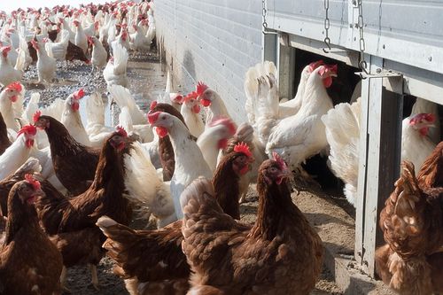 Grippe aviaire : La France passe du niveau de risque "négligeable"...