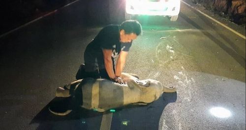 Un secouriste sauve un éléphanteau en Thaïlande en lui faisant un...