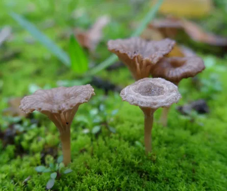 Les champignons