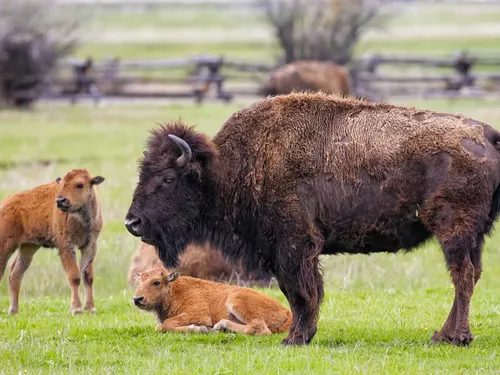 Échappée belle pour un touriste face à un bison sauvage à Yellowstone
