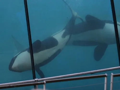 Marineland en crise : le triste sort des cétacés abandonnés suscite...