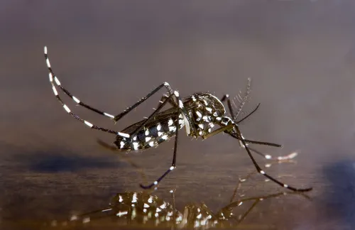 [ Société ] Moustique tigre en France : une invasion persistante...