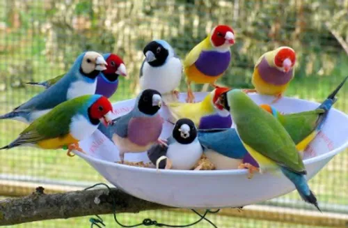 CHÂTEAUDUN - Bourse aux oiseaux exotiques becs droits et becs crochus
