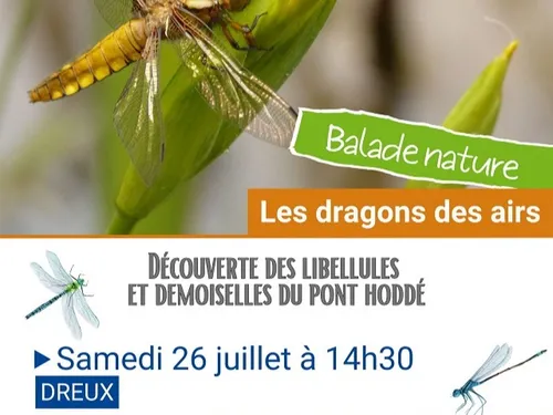 DREUX - Nature : Les dragons des airs