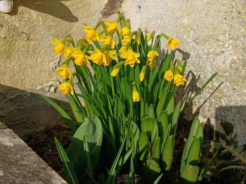 Des Jonquilles contre le cancer à Châteaudun