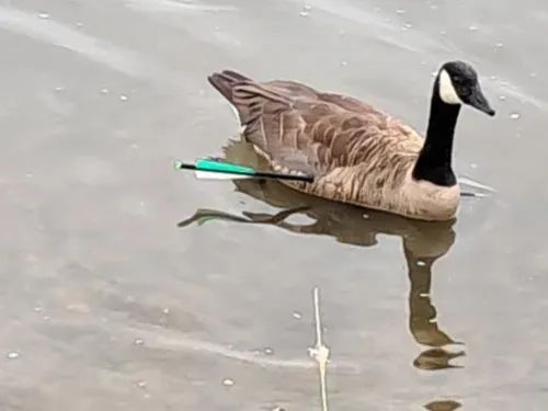 Une oie transpercée par une flèche