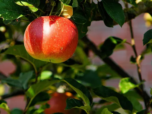 Fête de la pomme à La Loupe