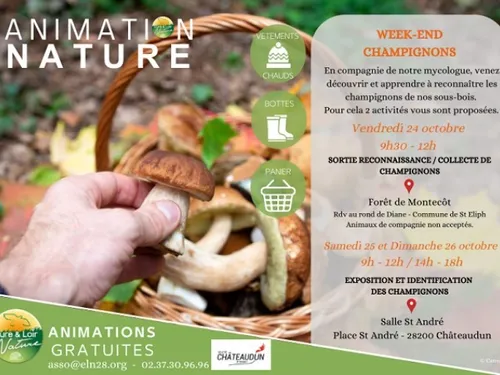 CHÂTEAUDUN - Exposition et identification des champignons
