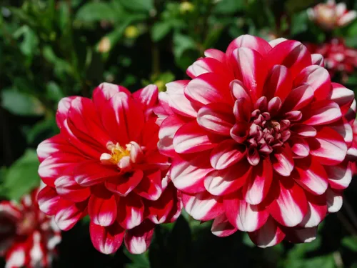 CHARTRES - Portes ouvertes d'une collection de dahlias