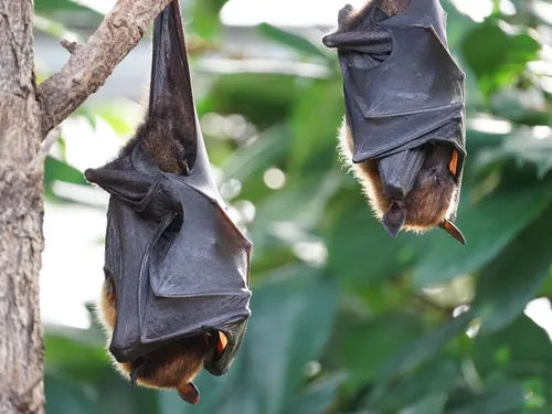 Une nuit à la rencontre des chauves-souris