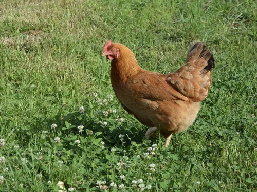 1 000 poules à adopter en Eure-et-Loir