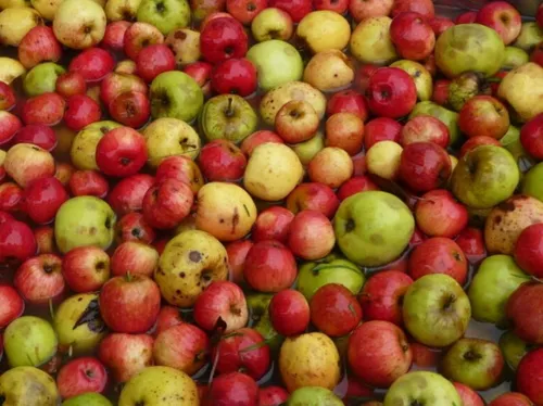 NOGENT-LE-ROTROU - Opération jus de pommes !