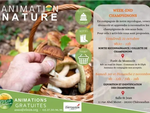 SAINT-ÉLIPH - Reconnaissance, collecte de champignons