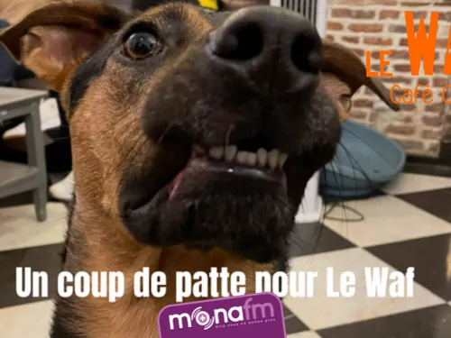 Un coup de patte pour le WAF à Lille svp! 