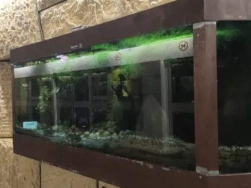 2 pétitions lancées à Lille, pour retirer des aquariums du métro 